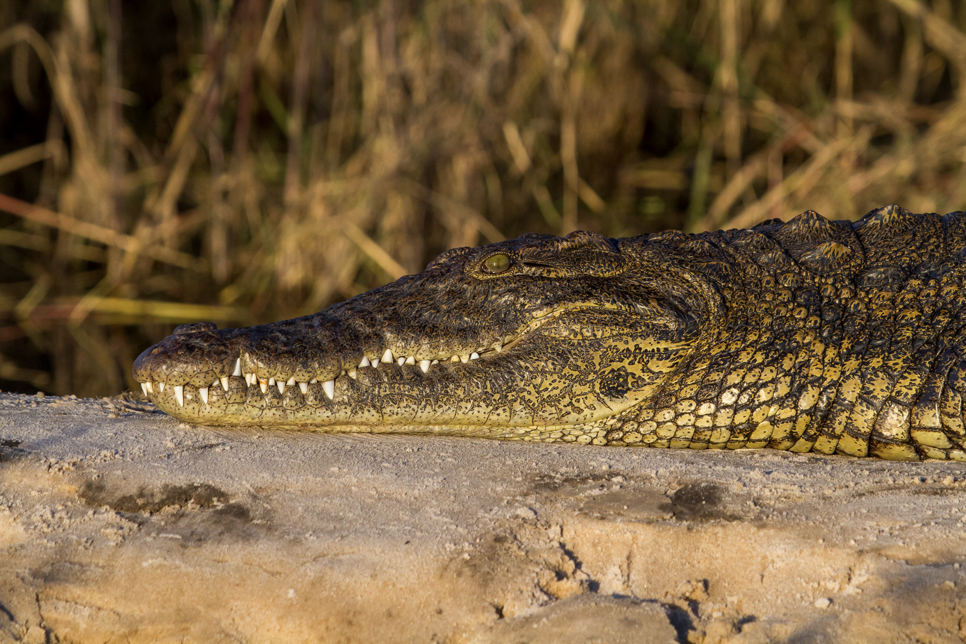 a close up of a crocodile laying on the ground