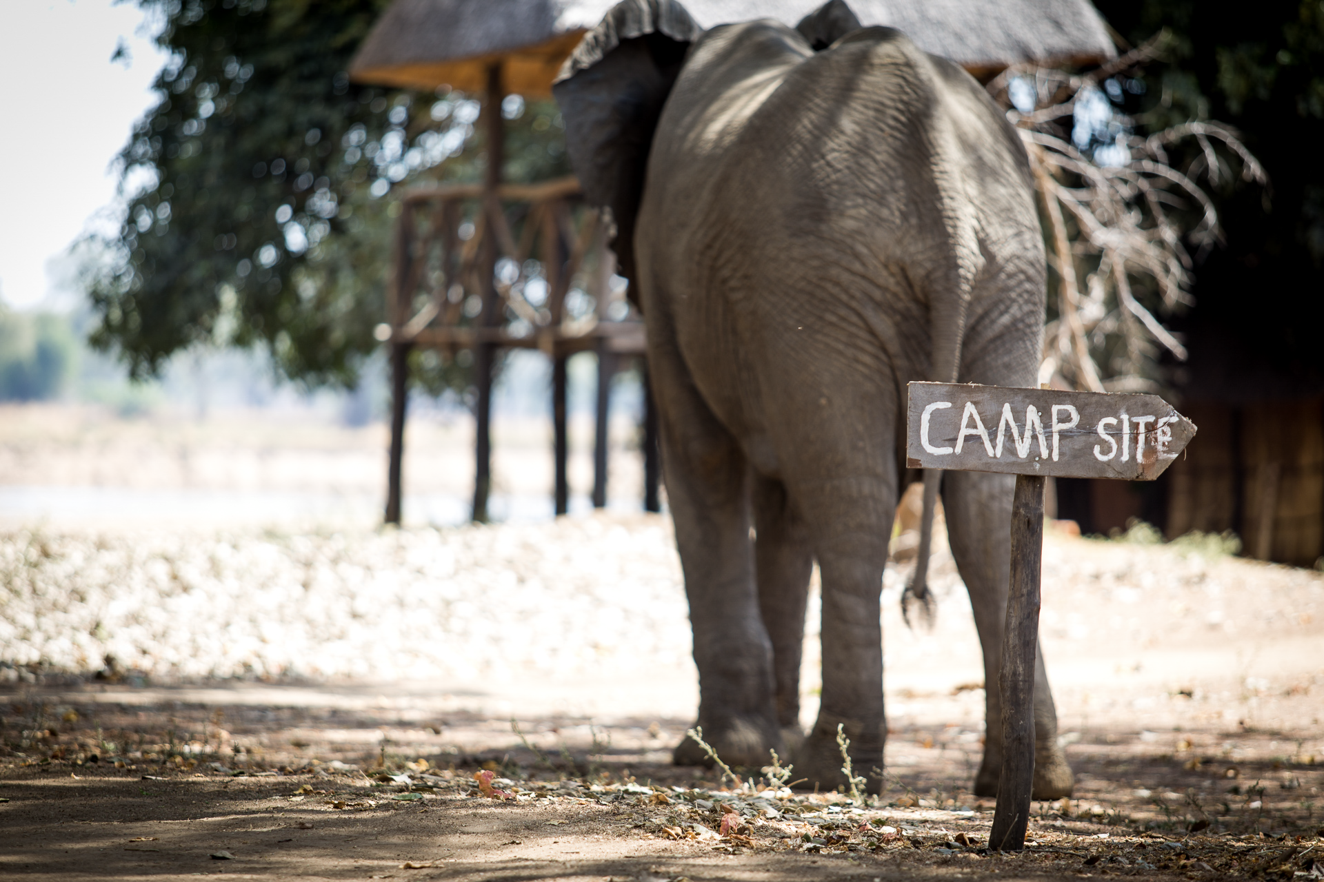 an elephant standing next to a sign that says camp site