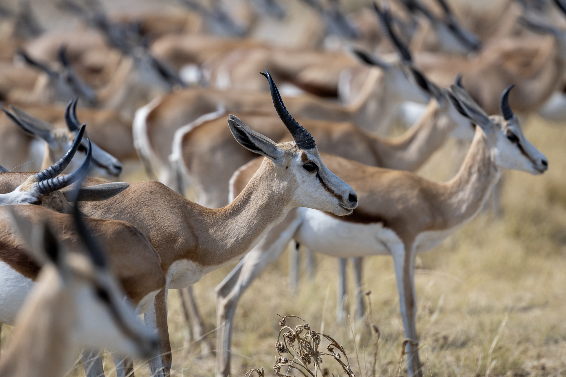 a herd of antelope with long horns standing in a field