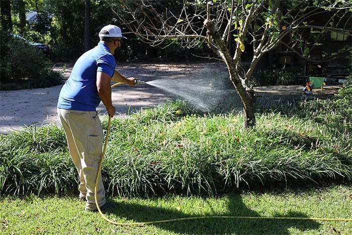 A man is watering a lawn with a hose.