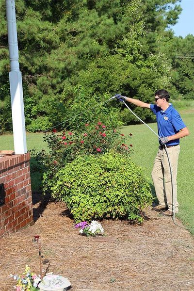 A man is spraying a bush with a hose.