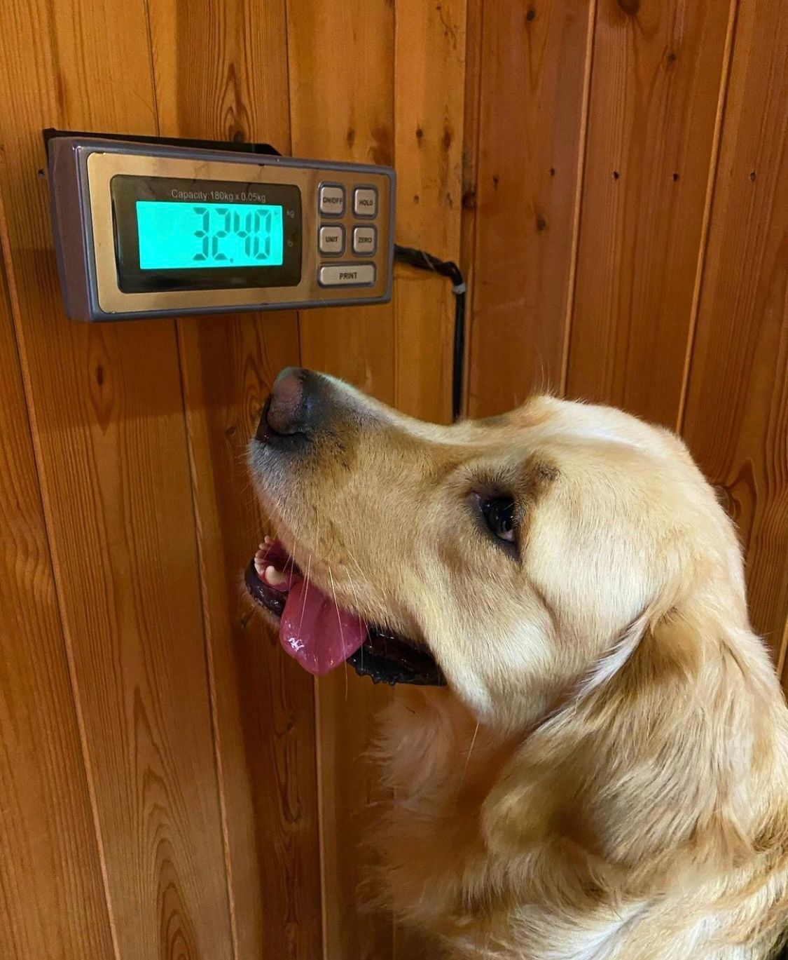 scales weight dog