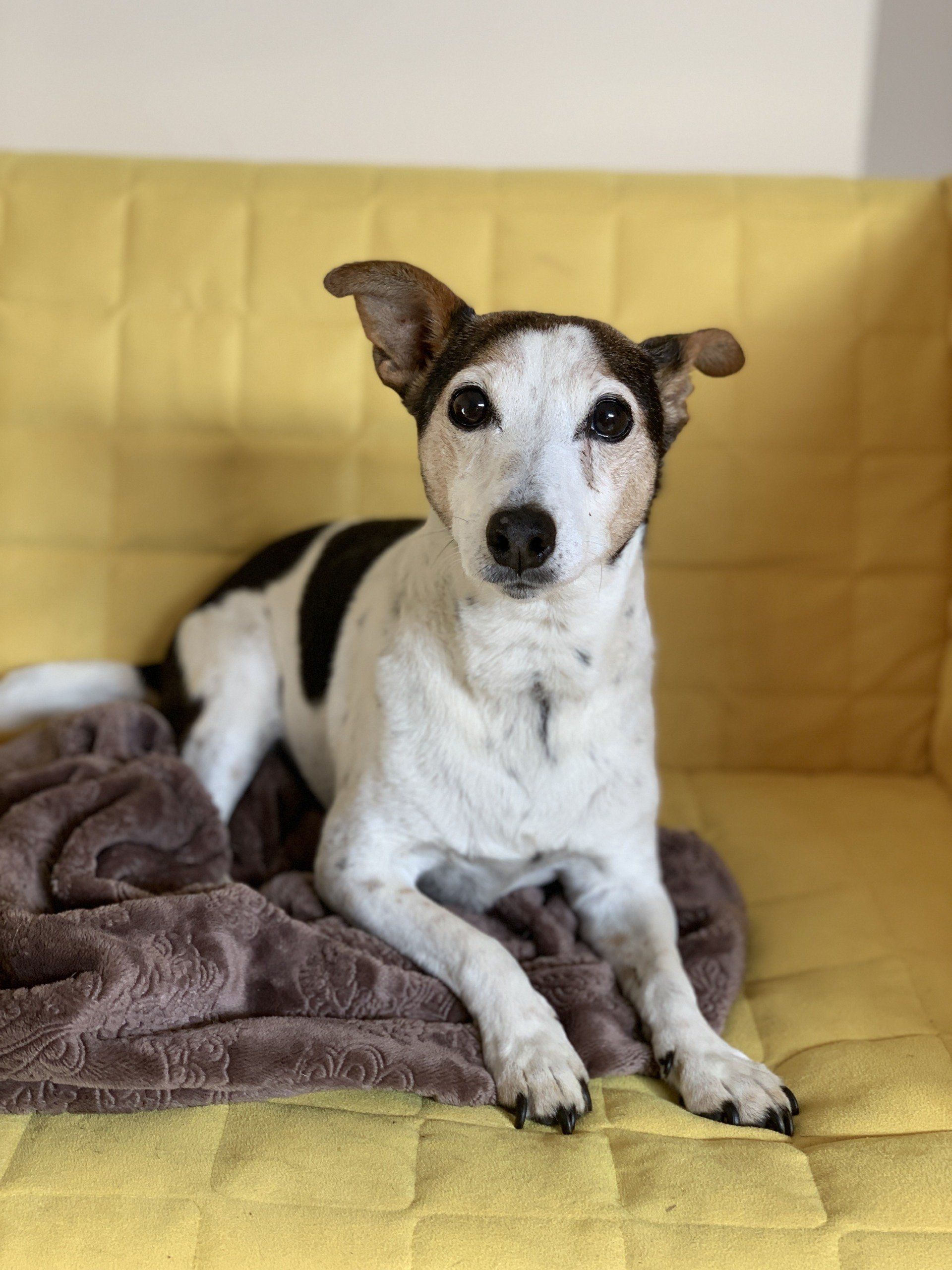 Large luxury dog boarding overnight room stay