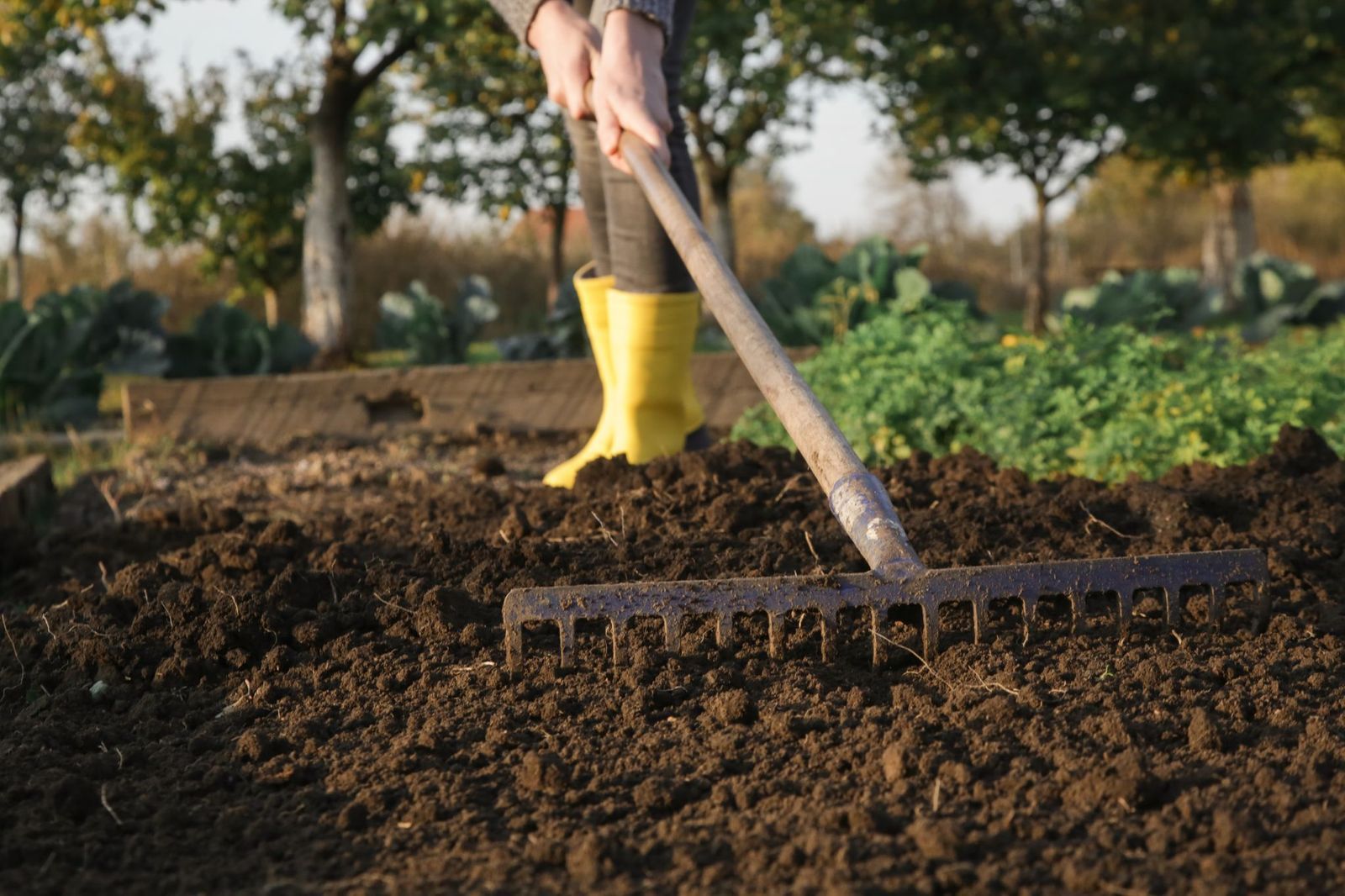 rake
