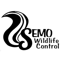 Cape Girardeau, MO's#1 Dead Animal Removal Service