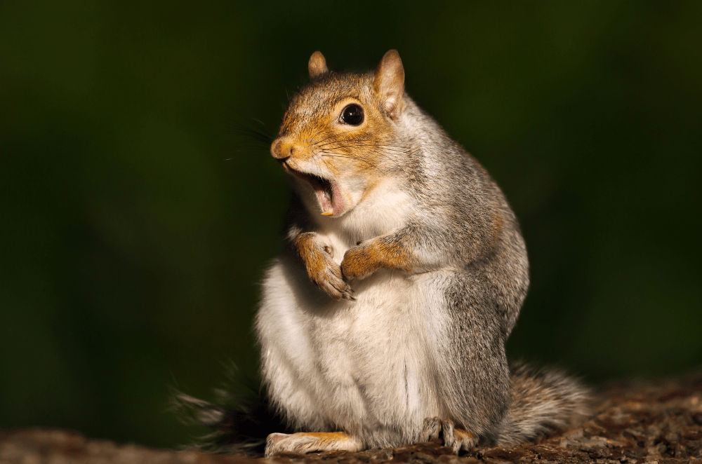 a squirrel is sitting on a log with its mouth open .