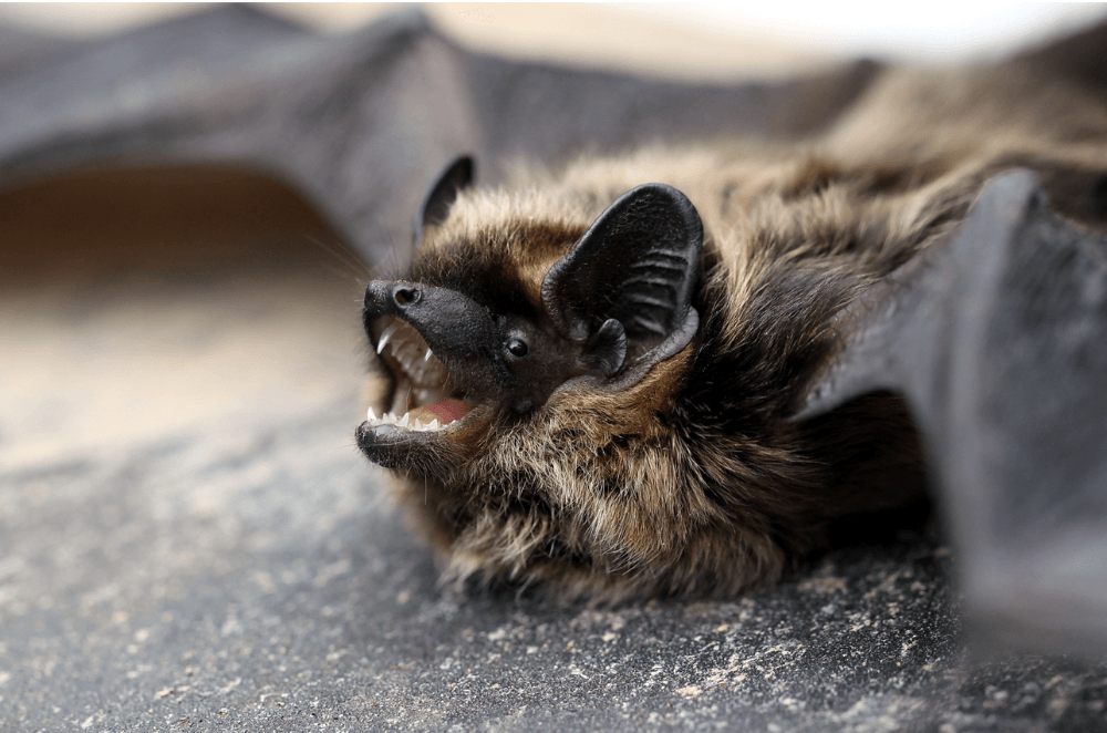 a bat is laying on its back with its mouth open .