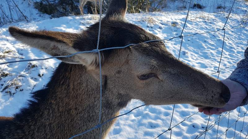 Orphaned Blossom at Camerons Tea Rooms Foyers Highlands Scotland