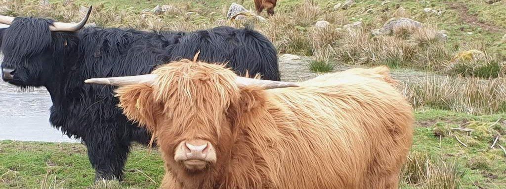 Beautiful Highland Cows at nearby Foyers