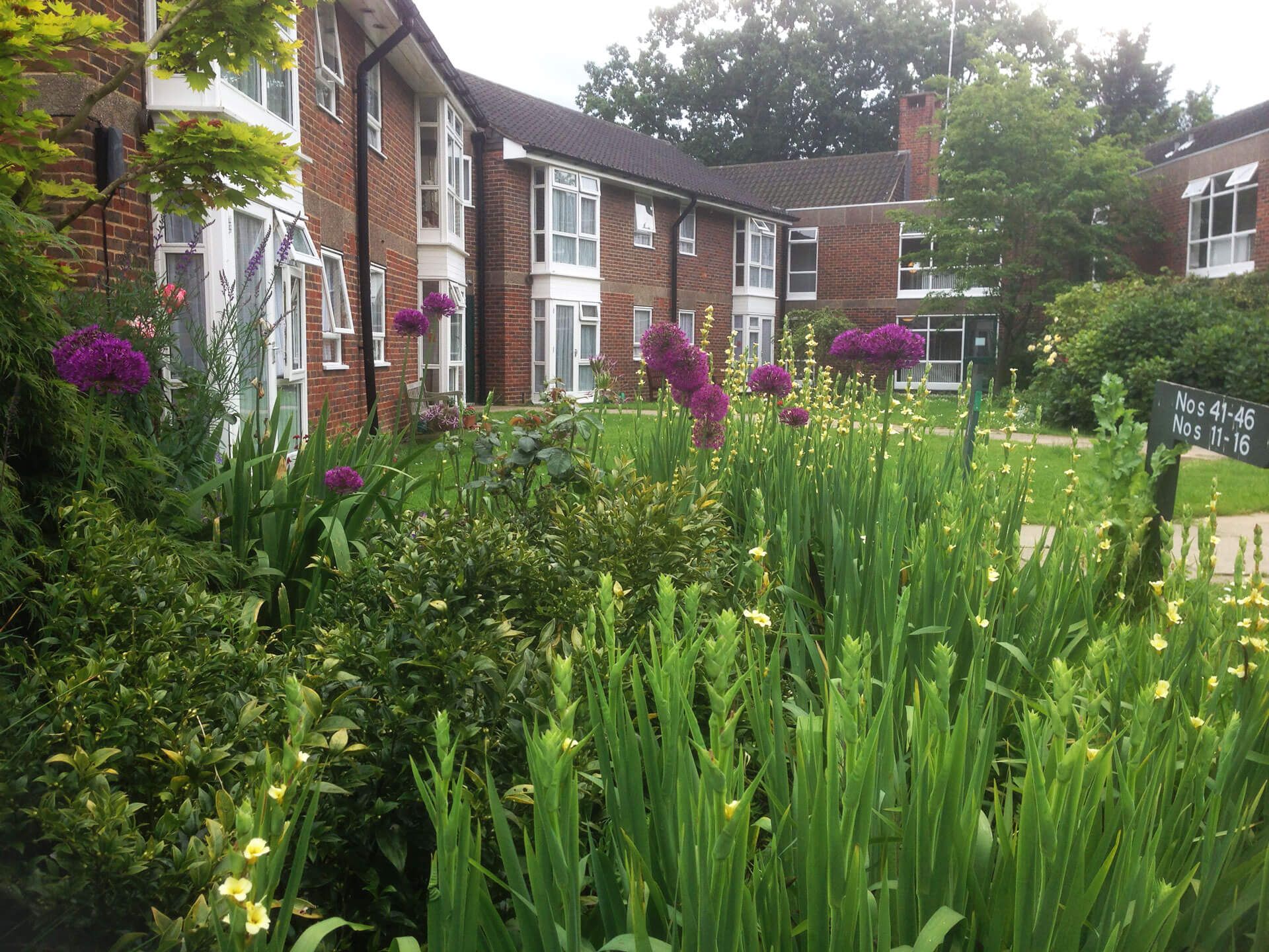 purple flowers  and plants in a  graden