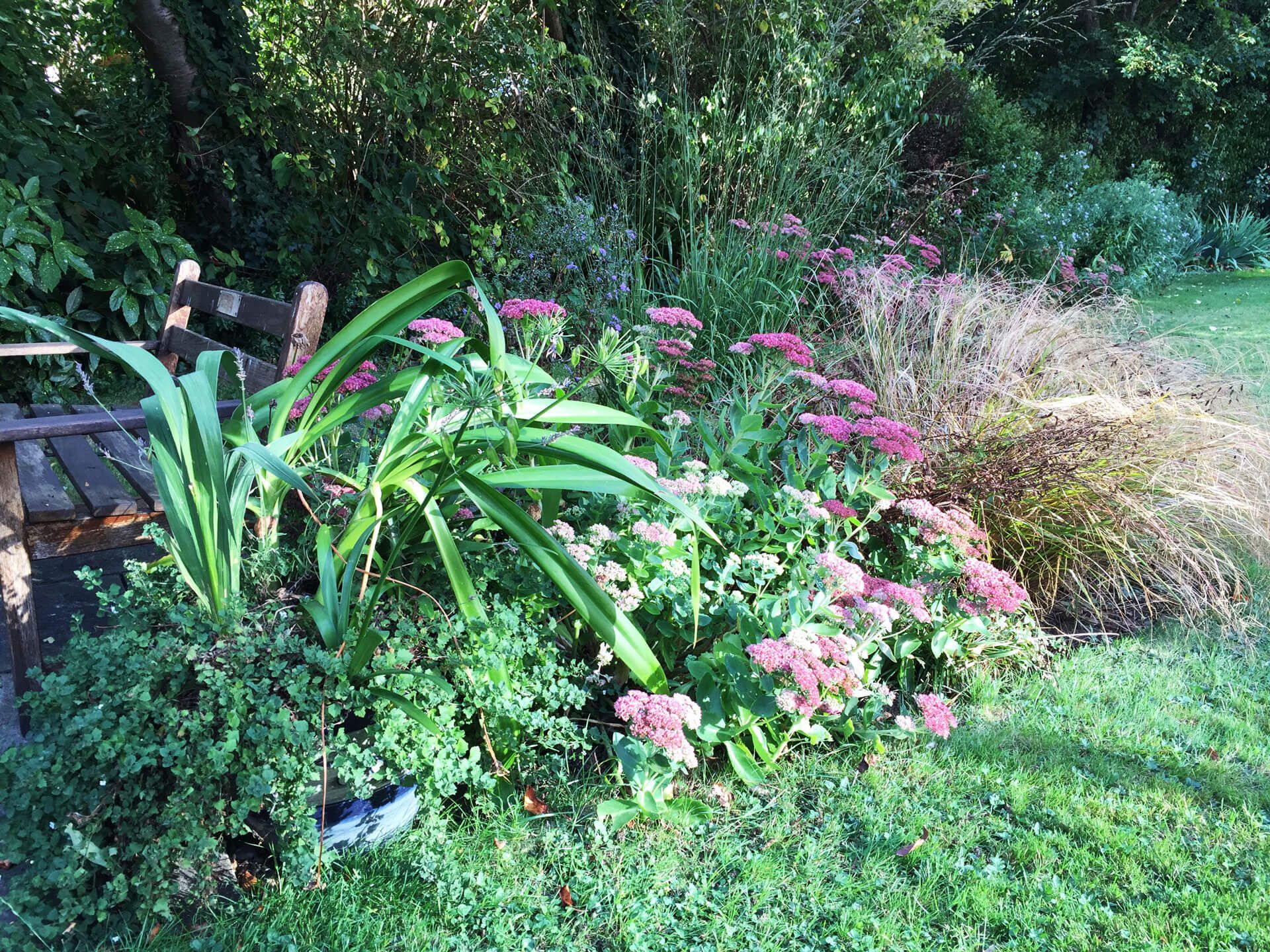 a multitude of plants and flowers