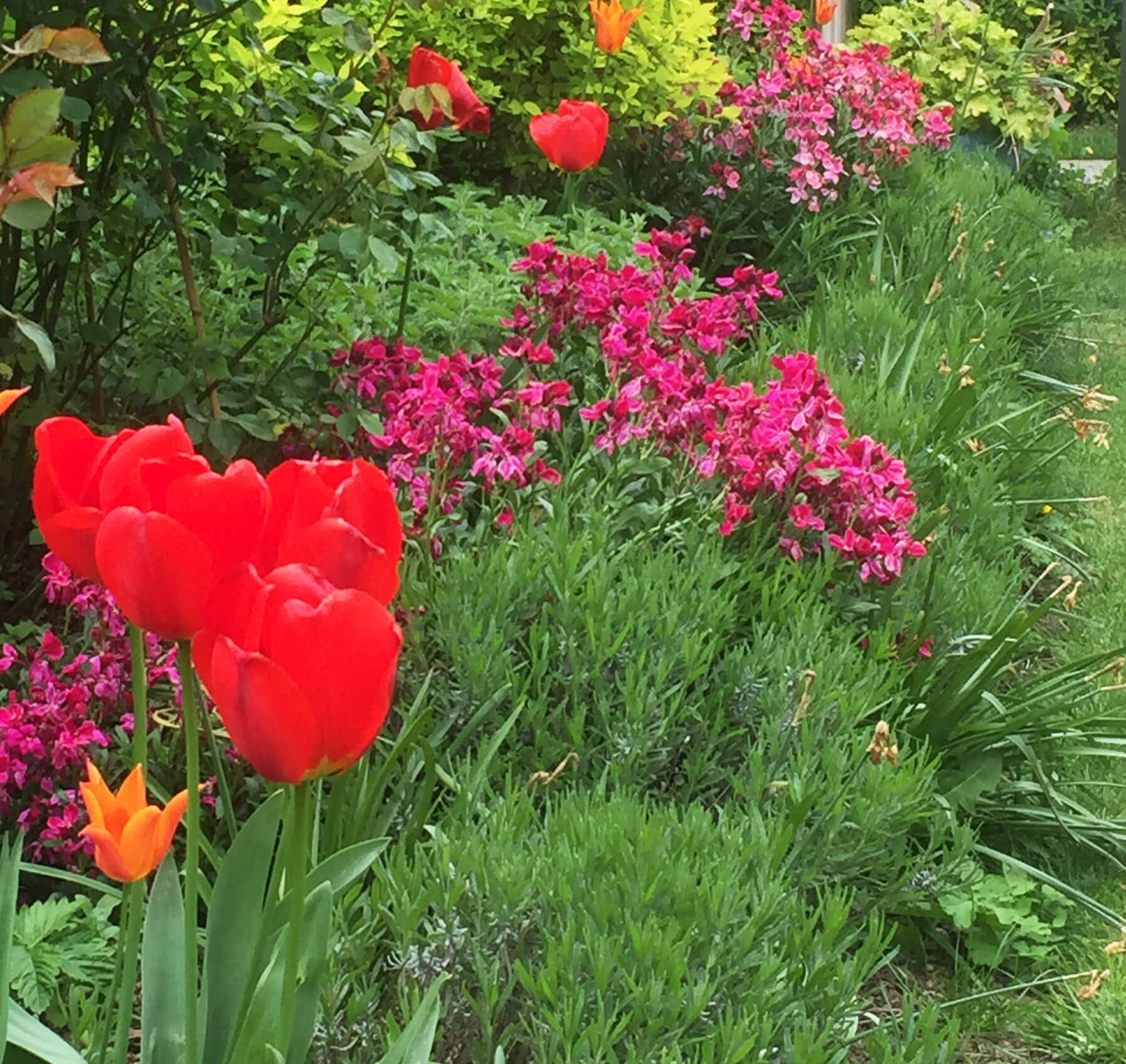 garden decoration flowers with red tulips