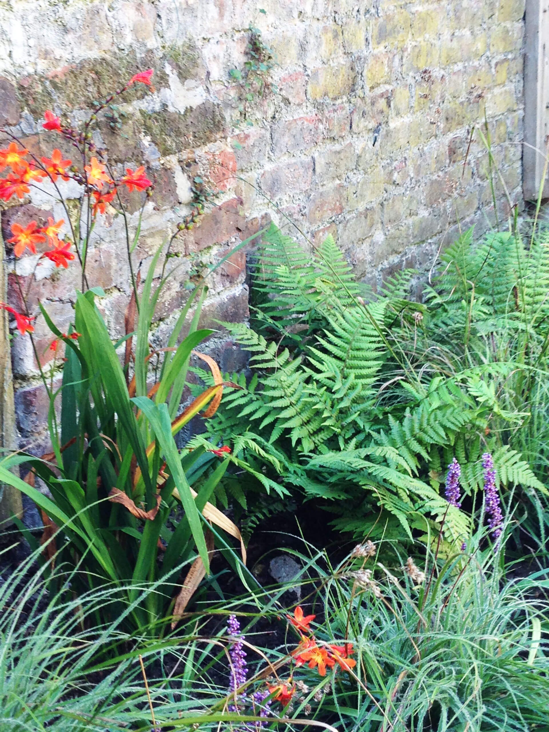 orange an yellow  flower beside wall