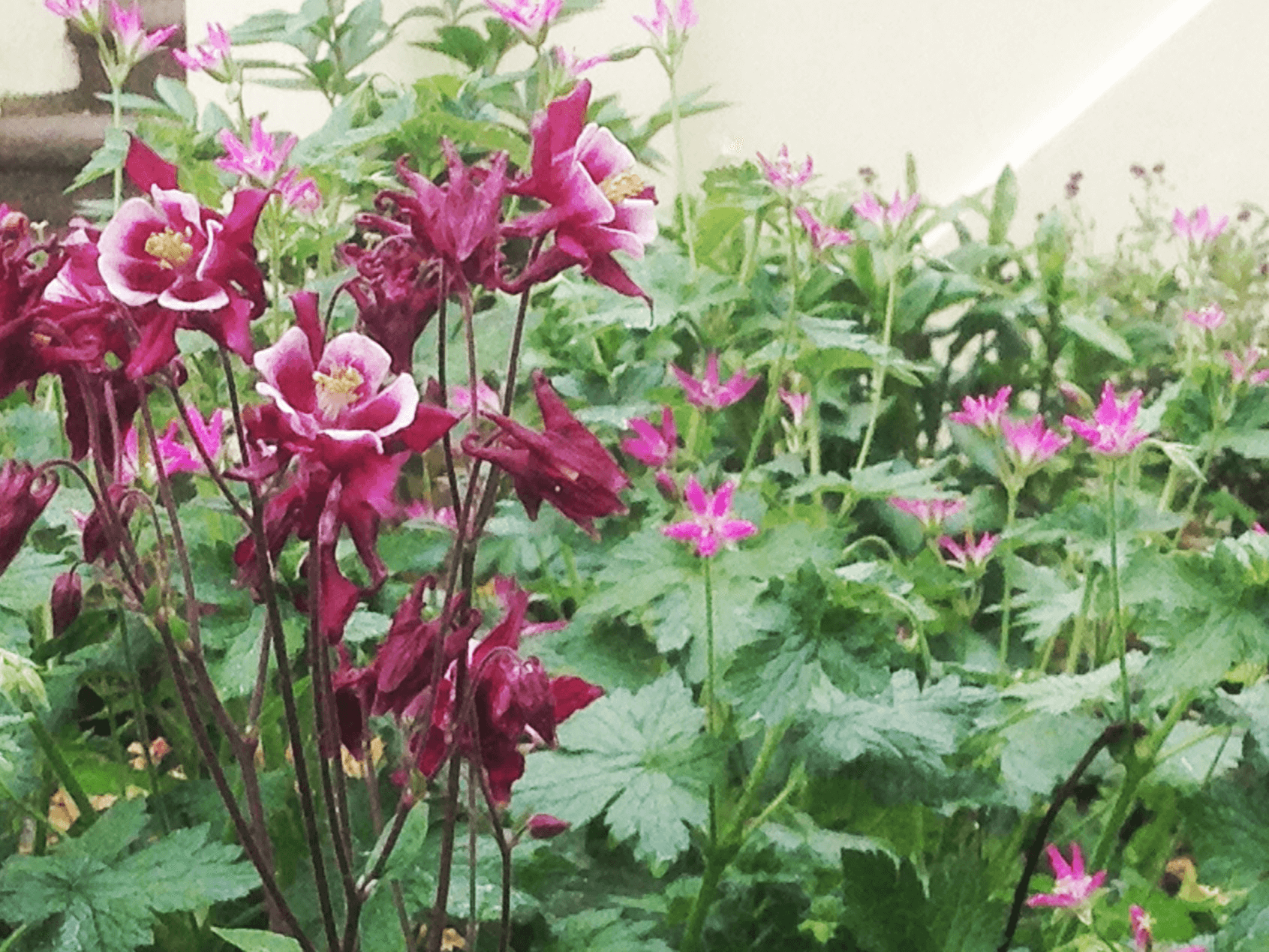 spring blooms flowers