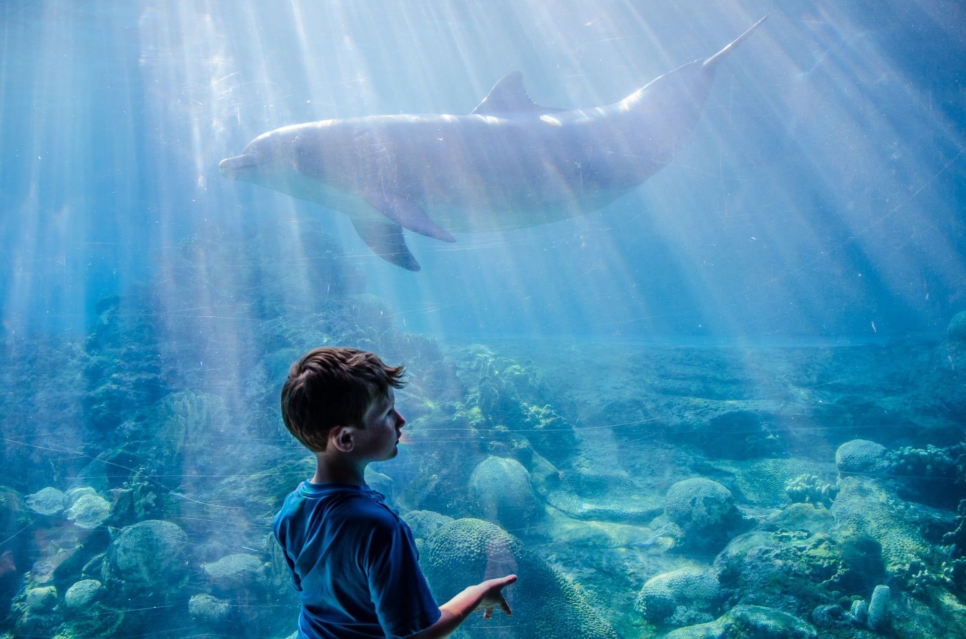 A young boy is looking at a dolphin in an aquarium.
