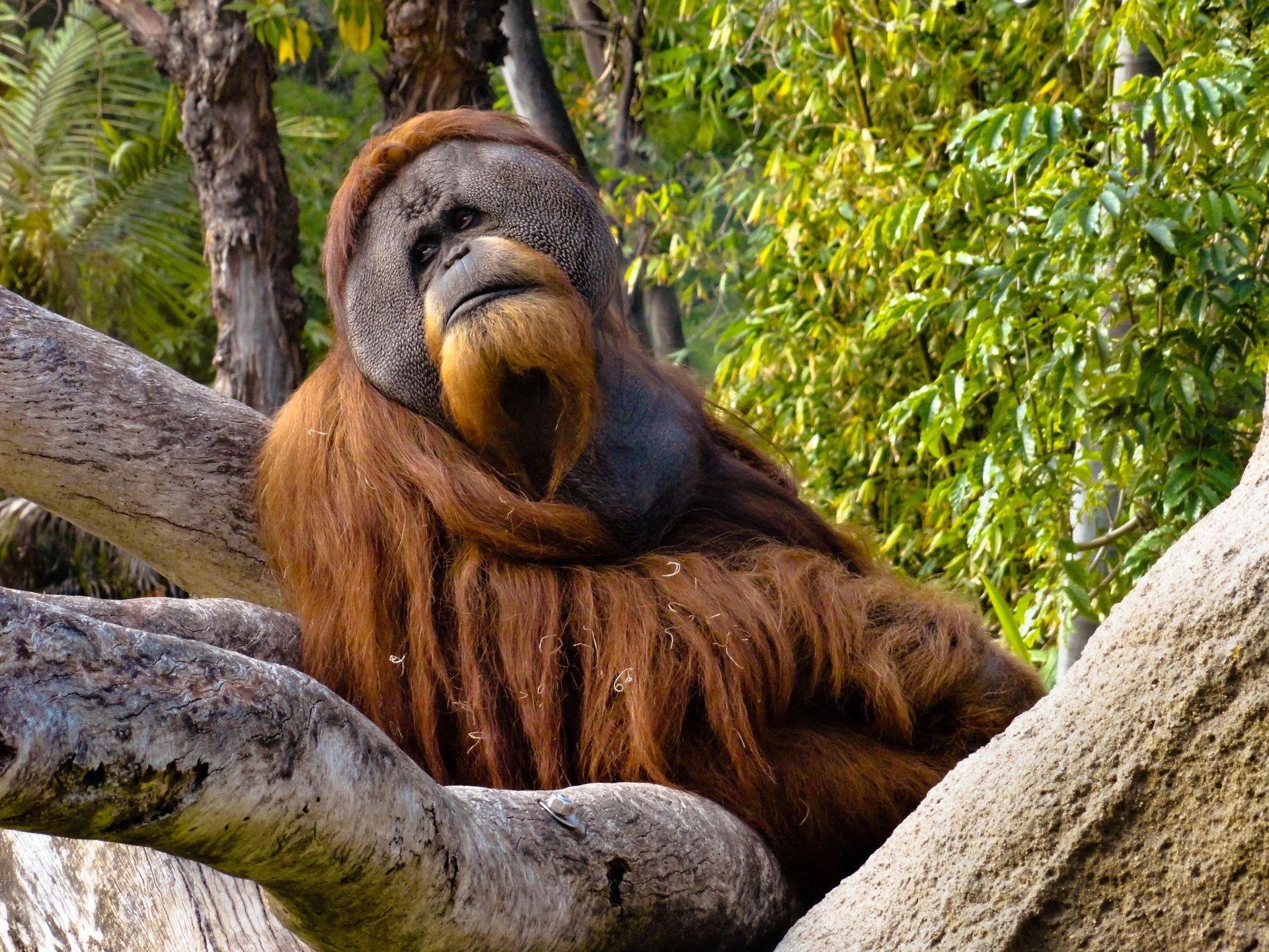An orangutan is sitting on a tree branch with its head on a rock.