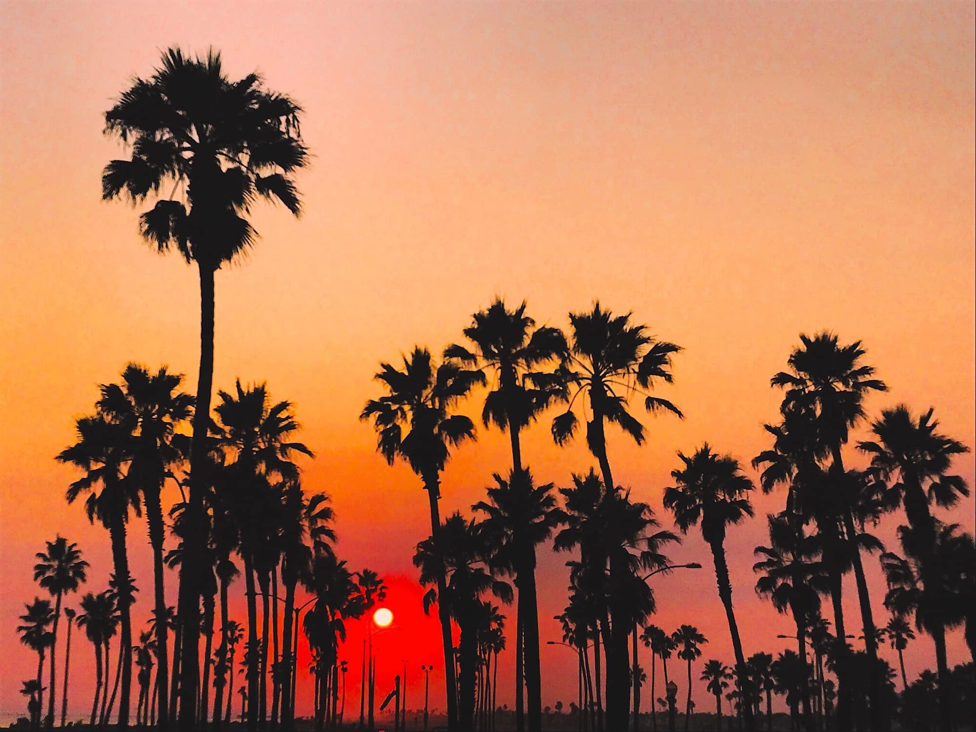 A sunset with palm trees in the foreground