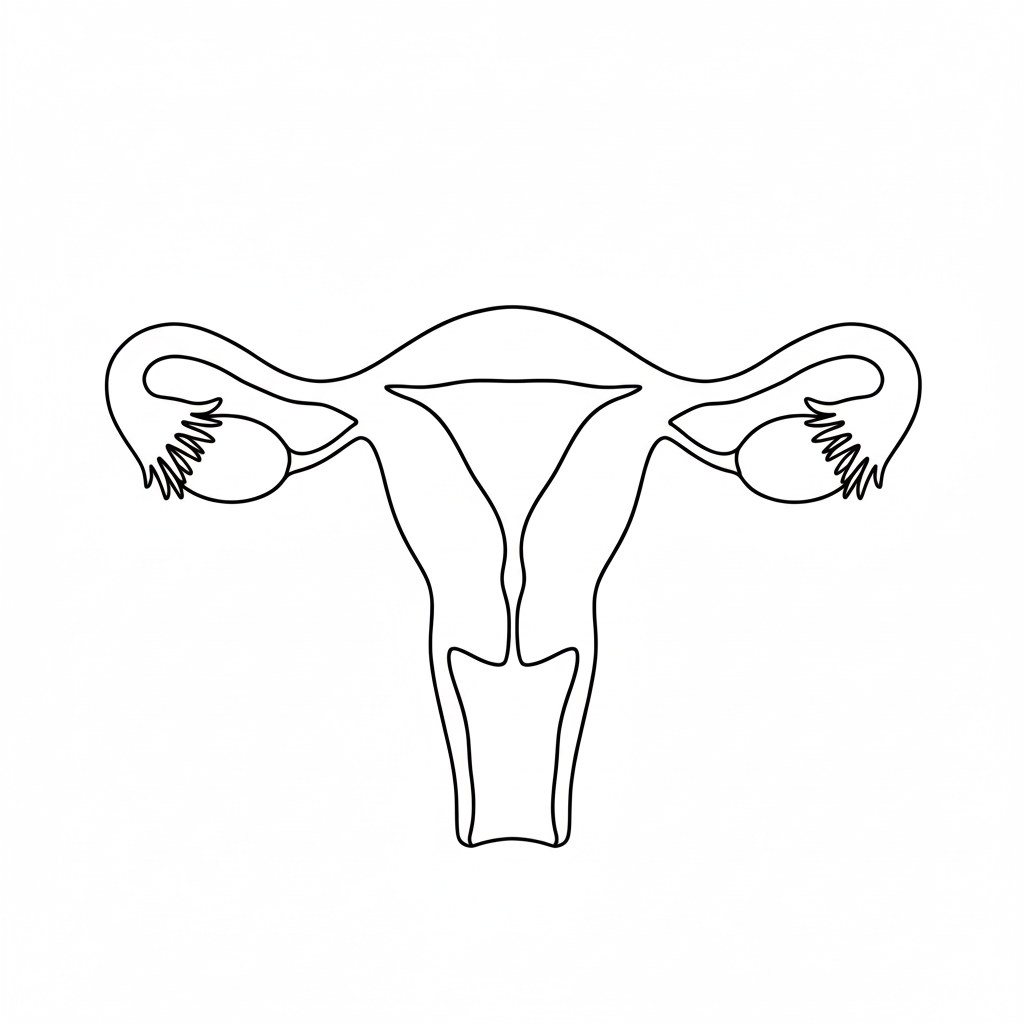 Outline drawing of the female reproductive system: uterus, fallopian tubes, and ovaries.