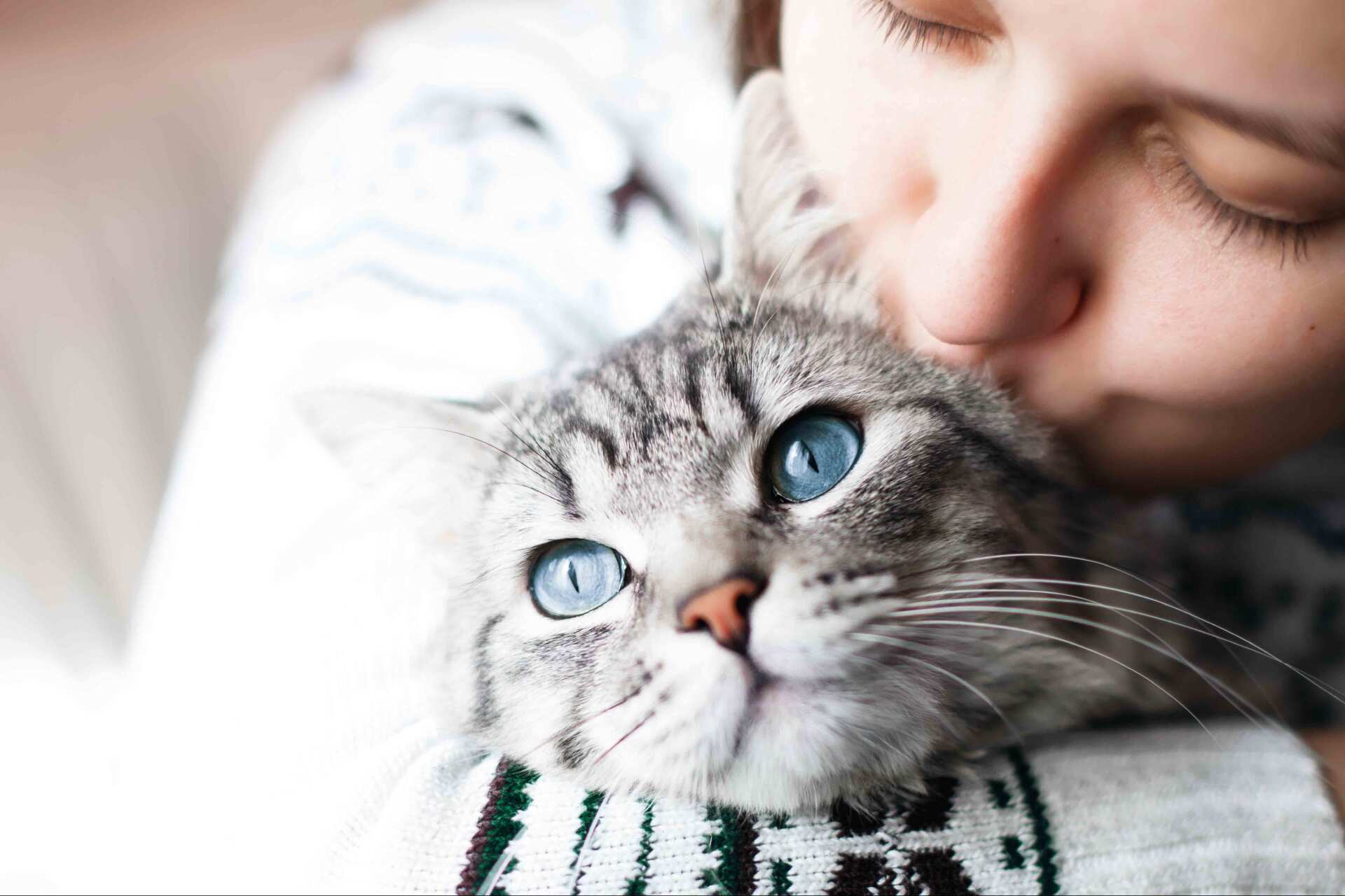 Woman at home kissing her lovely fluffy cat. Gray tabby cute kitten with blue eyes. Pets and lifestyle concept.