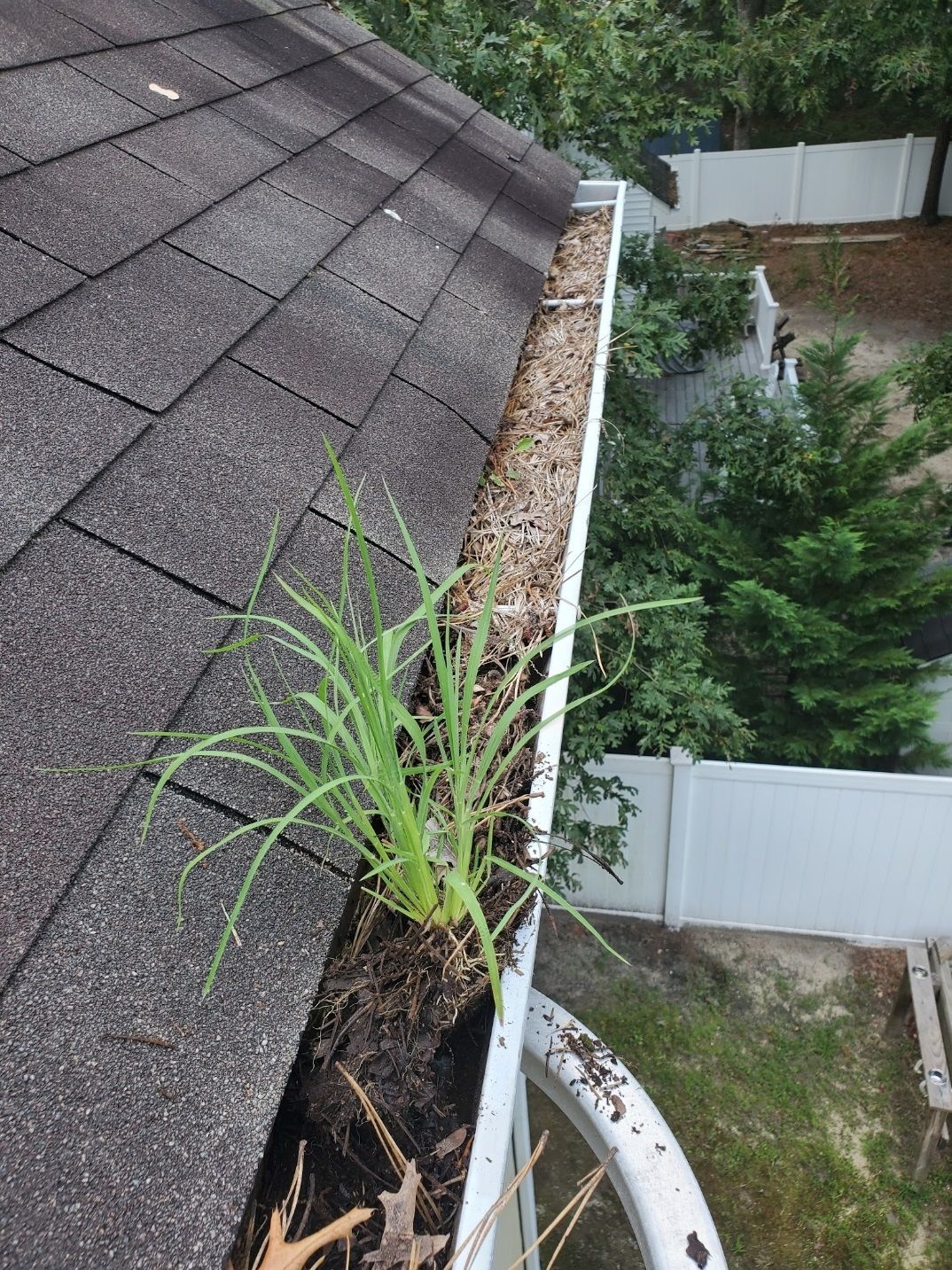 A plant is growing out of a gutter on a roof.