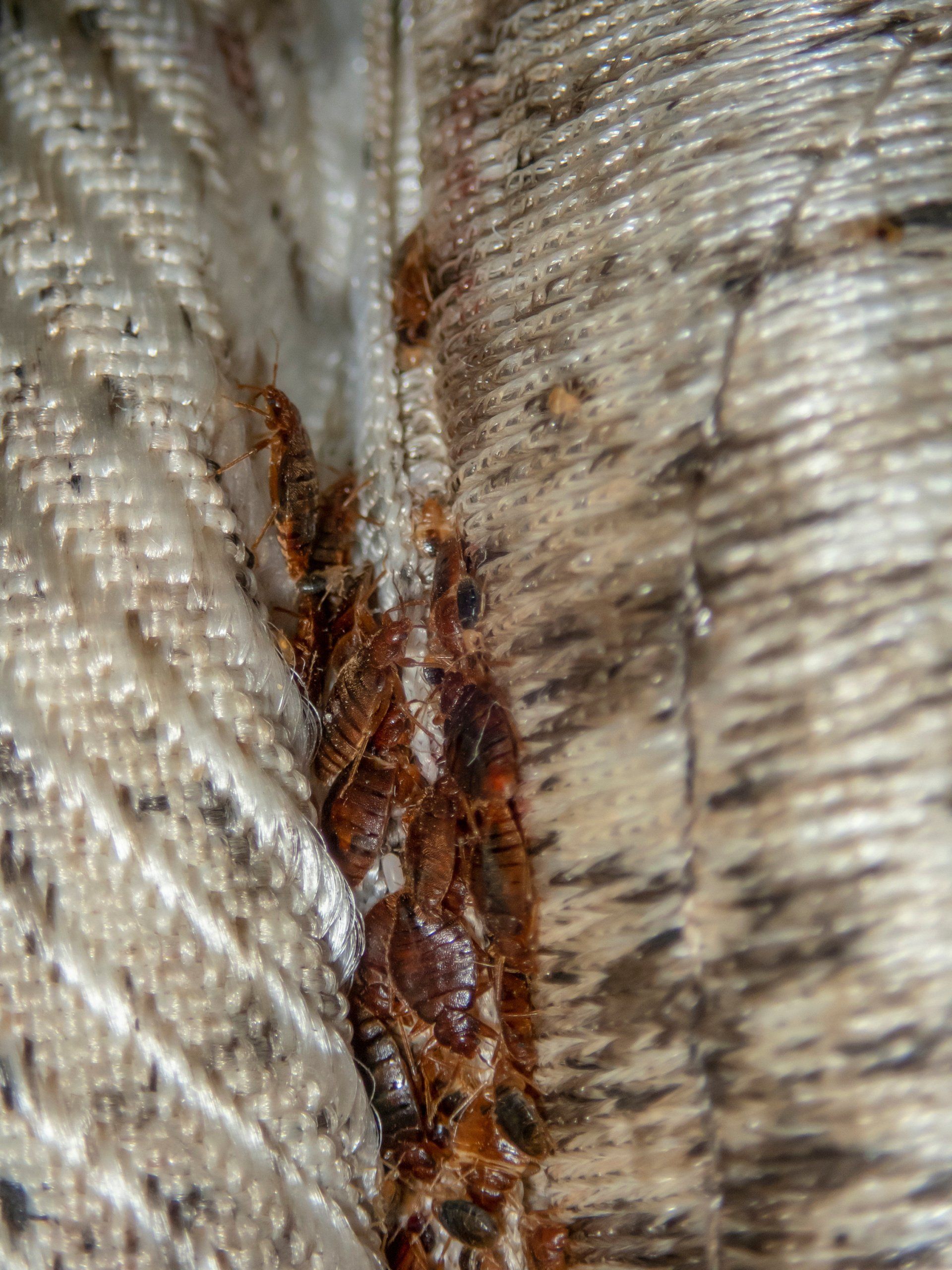 Group of bed bugs gathered together in the seam of a cream and grey mattress