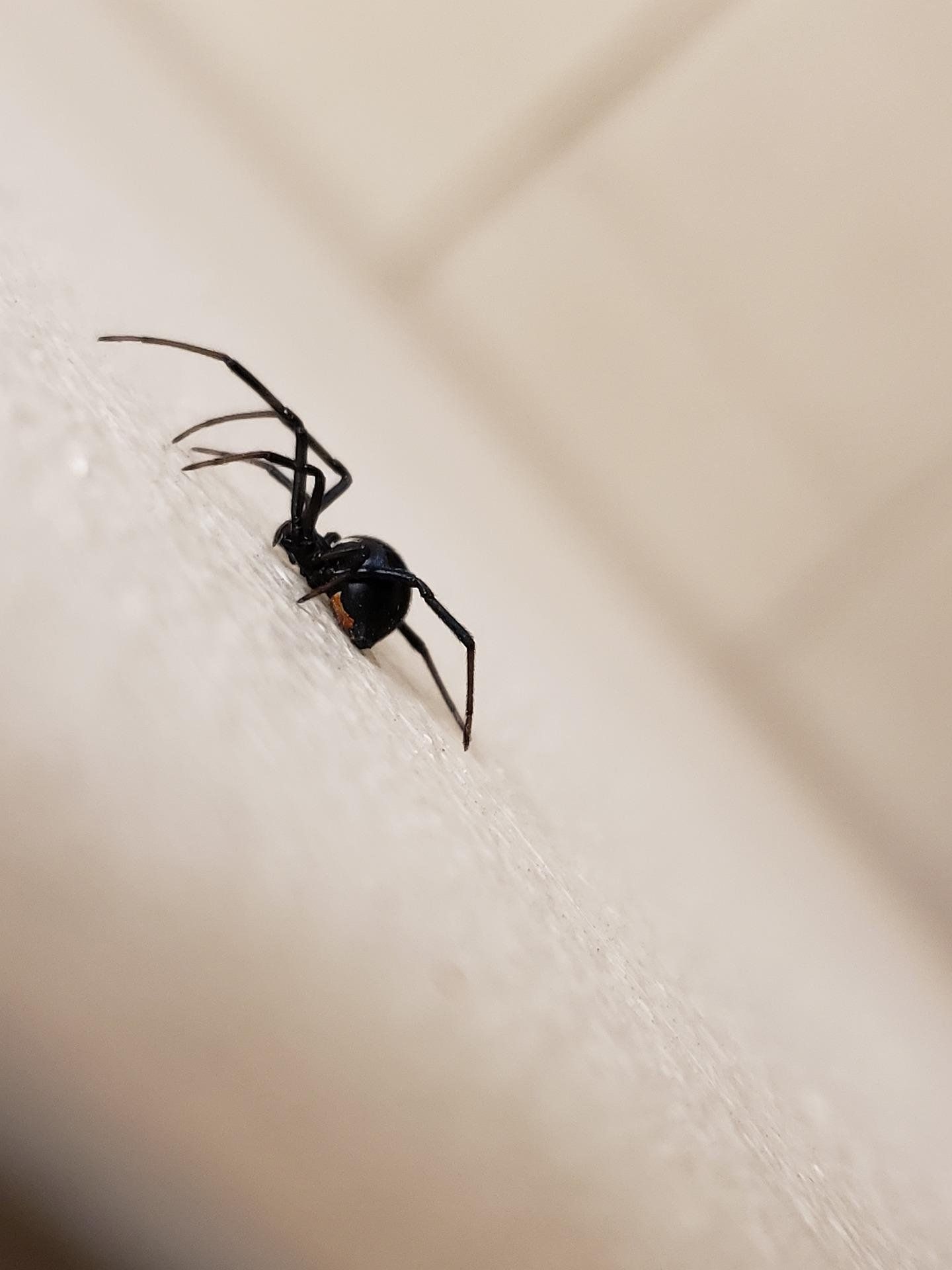 Black widow spider on a white background, one of the venomous spiders in Texas
