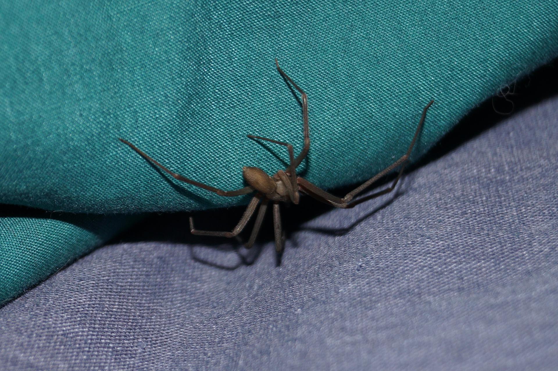 A brown recluse spider crawling on a blue cushion that rests on a grey cushion