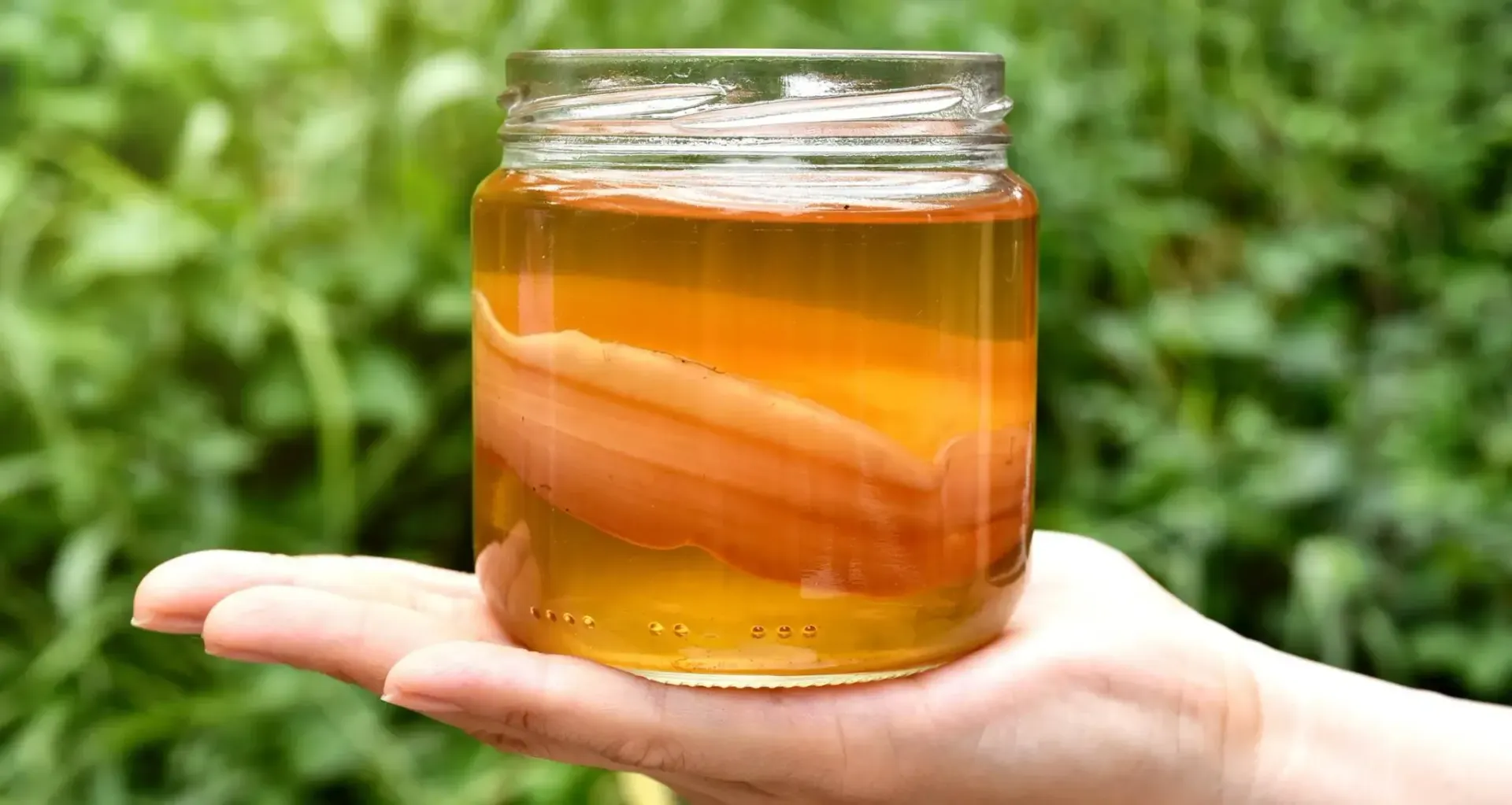 Hand holding a jar of kombucha, with a floating SCOBY in amber liquid, outdoors.