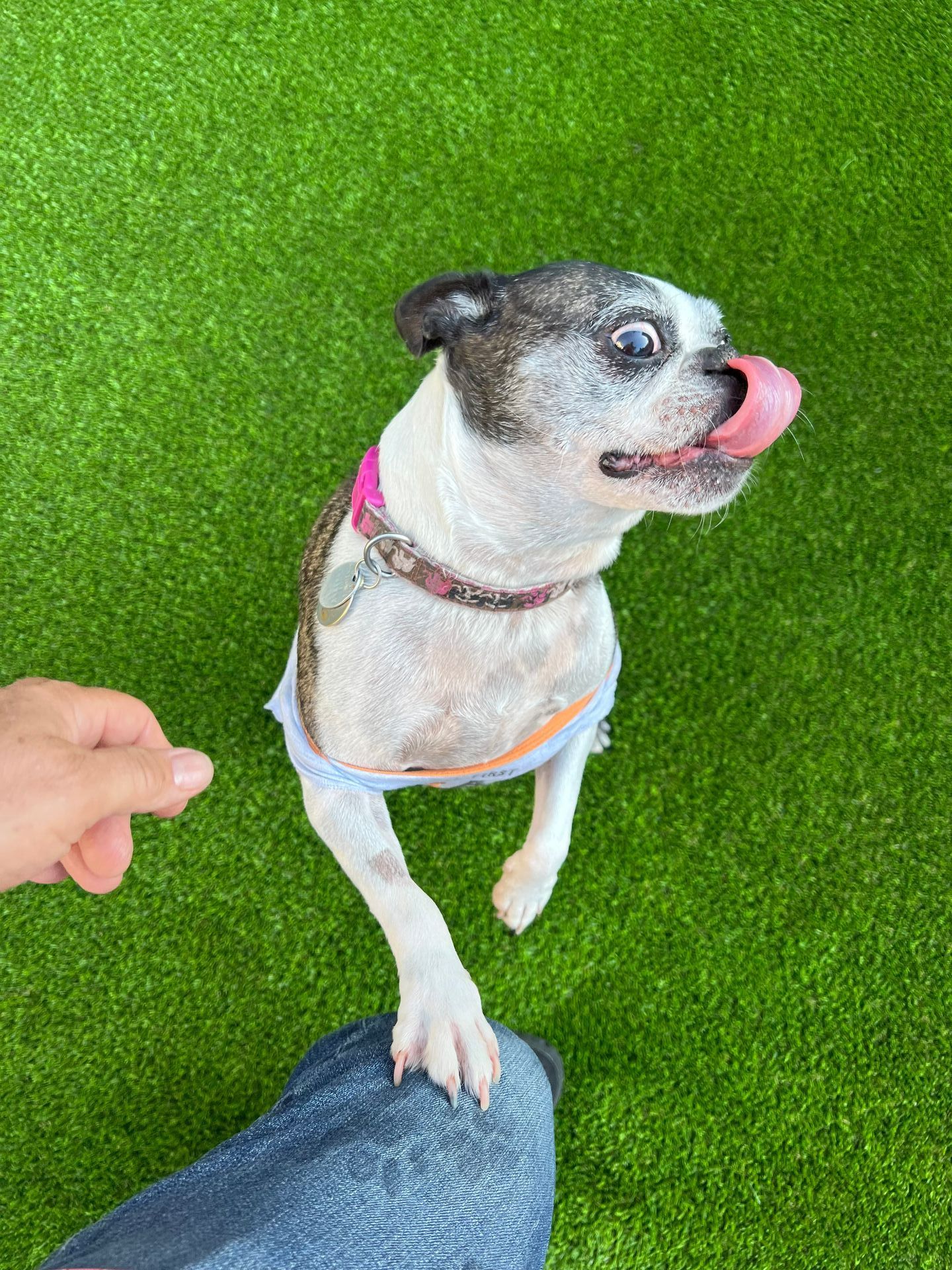 dog jumping on new artificial pet turf