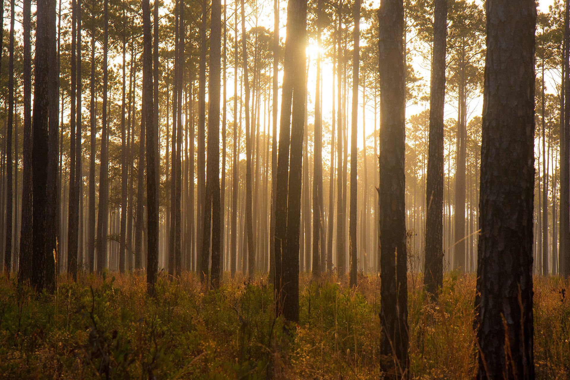 the sun is shining through the trees in the forest