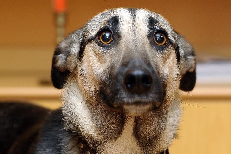 Dog Behavior Training
