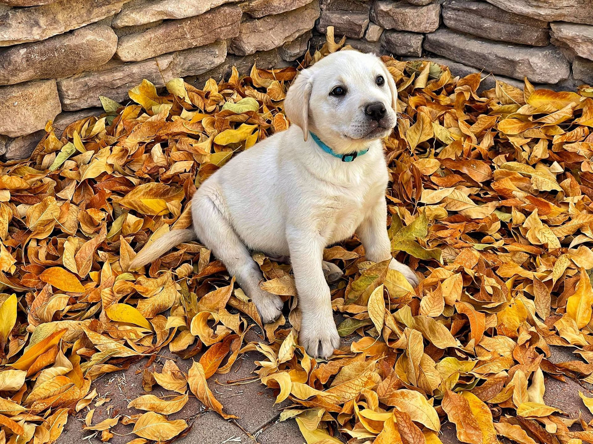 Puppy Training Classes