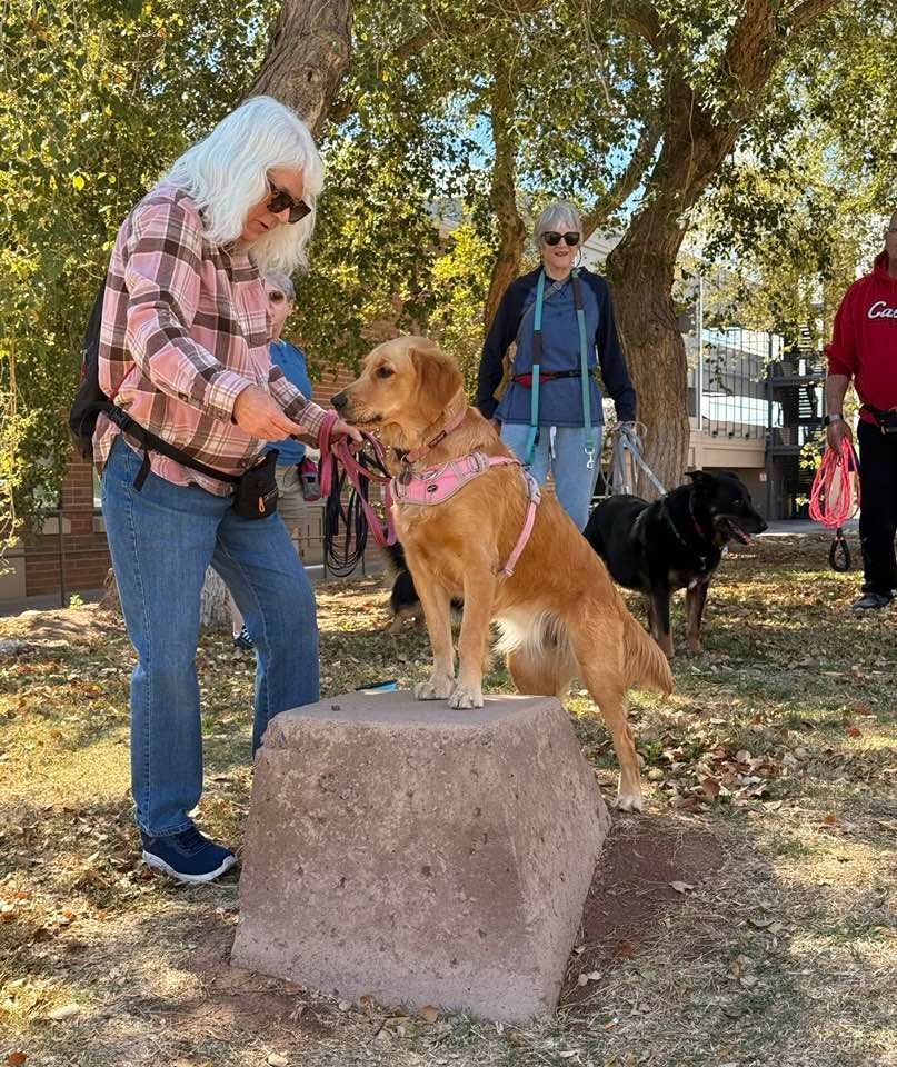 Certified Dog Trainer