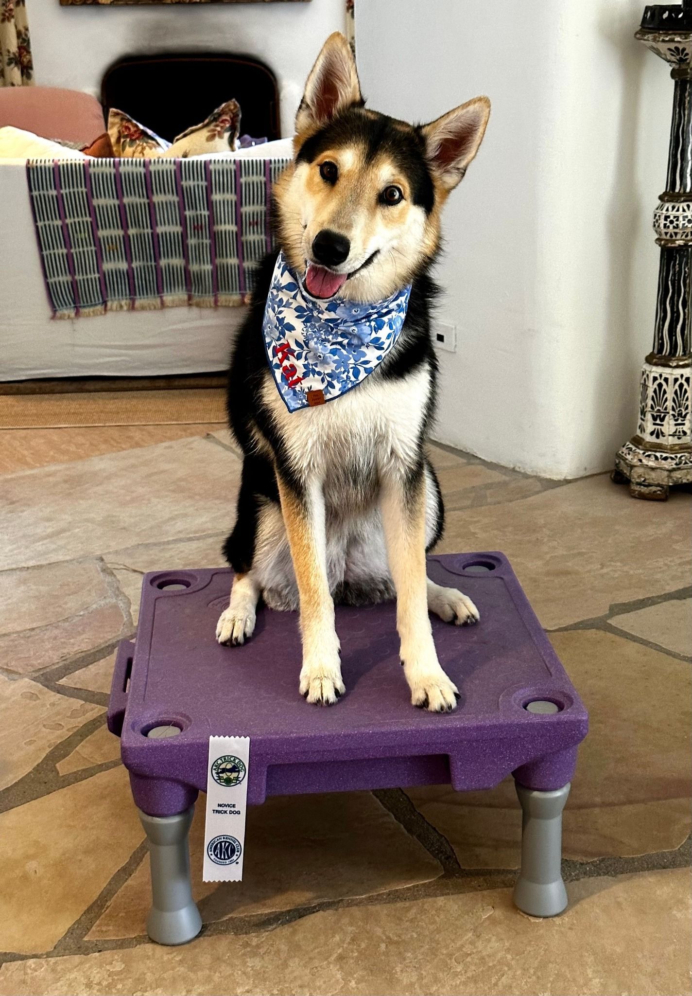 In-Home Dog Training