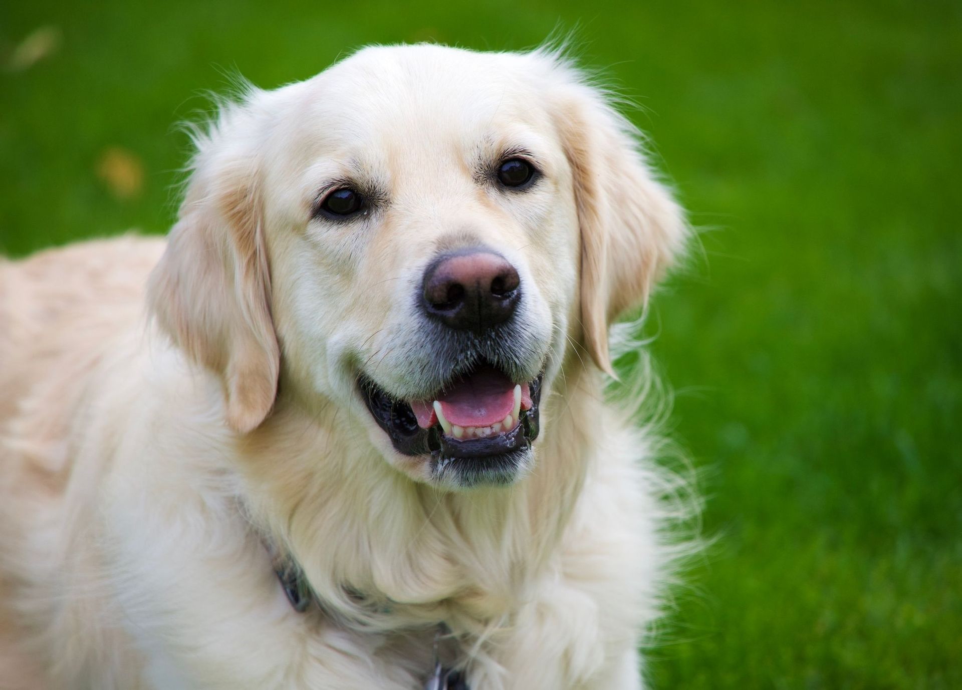 Dog Obedience Training