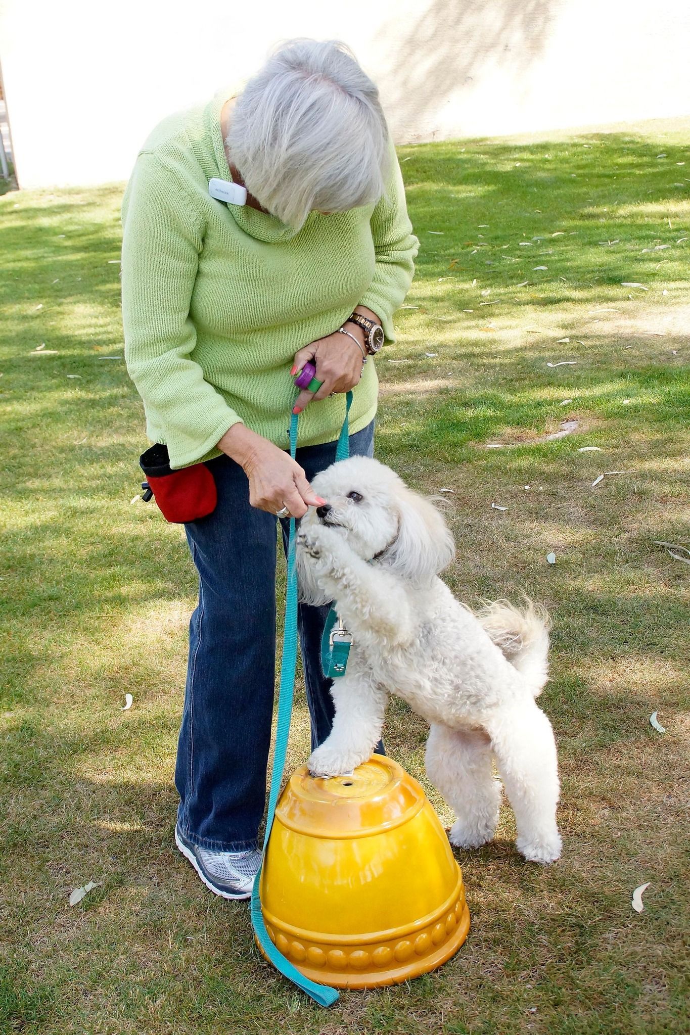 Professional Dog Trainer