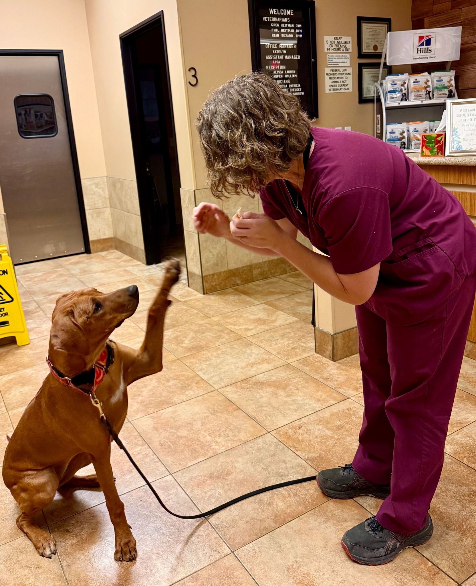 Dog Training Services