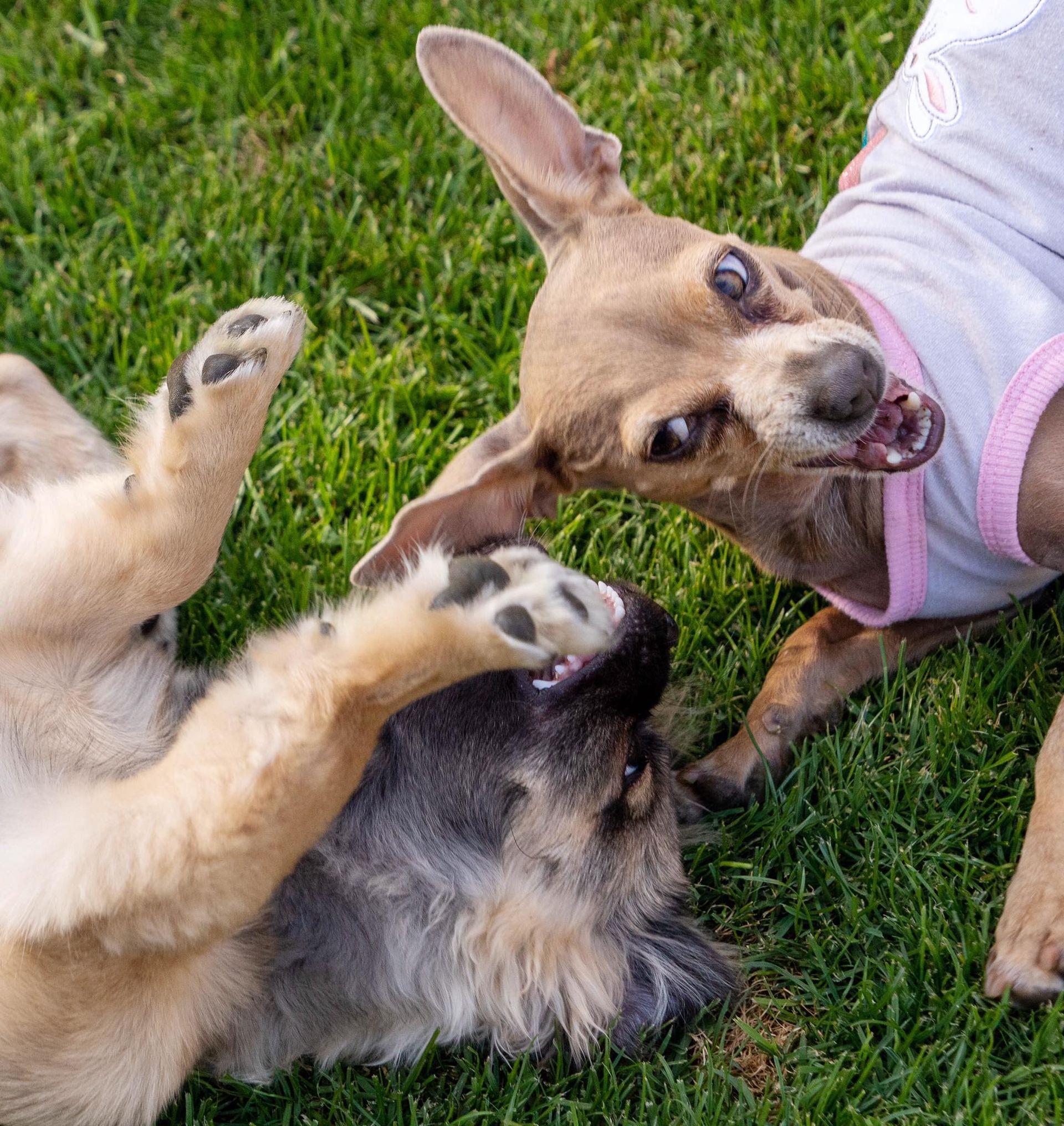 Aggressive Dog Training