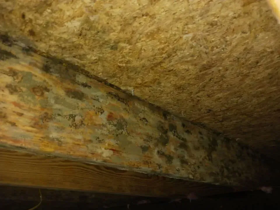 Mold growth on wooden beam and insulation in an attic. Mold growth on wooden beam and insulation in an attic.