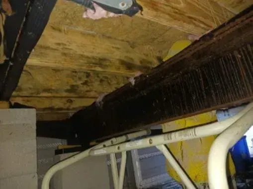 Moldy wood beam in a crawl space, with insulation and support beams visible.