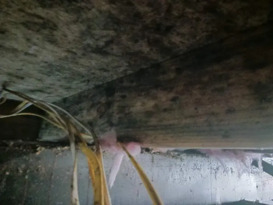 Moldy ceiling and support beam, with electrical wires visible. Pink insulation spray is present.