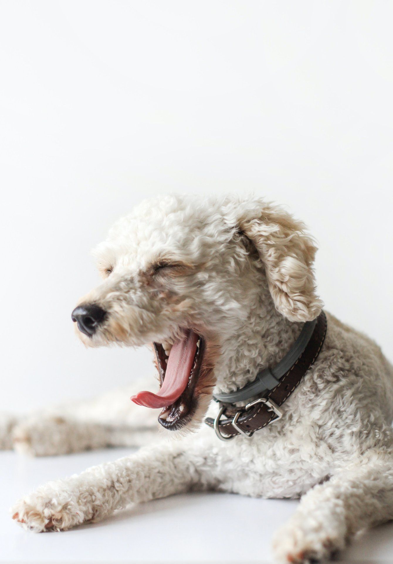 Obedience Classes