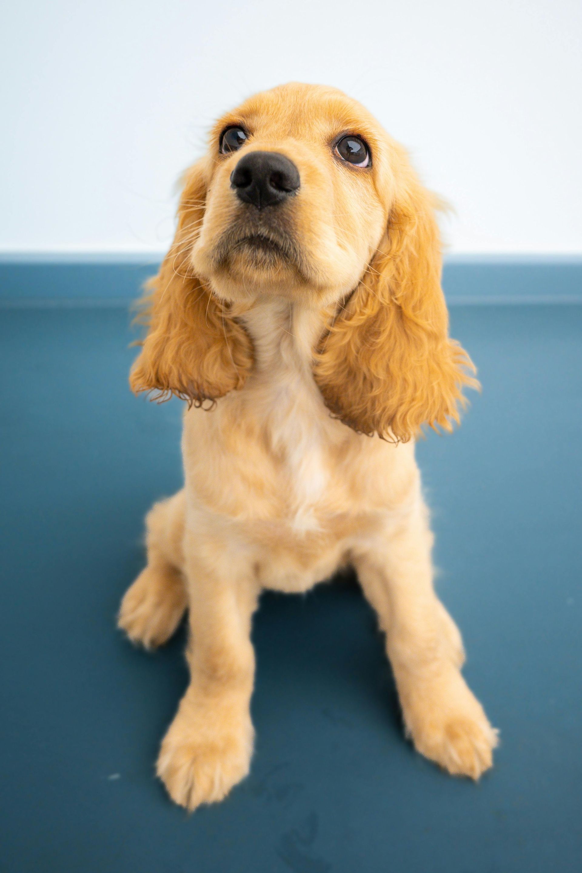 One-Hour Potty Training Seminar