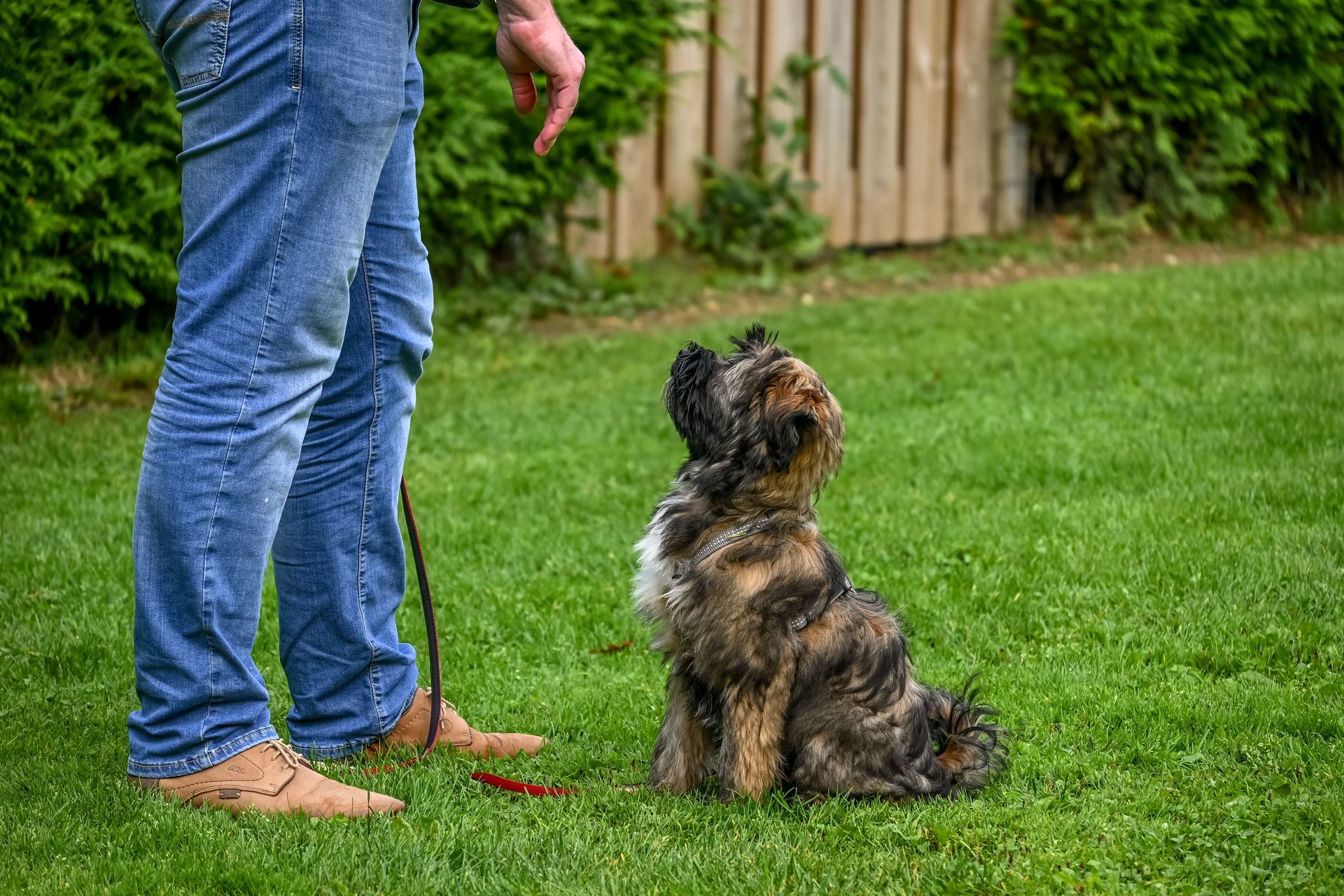Private Dog Training - 60 minutes
