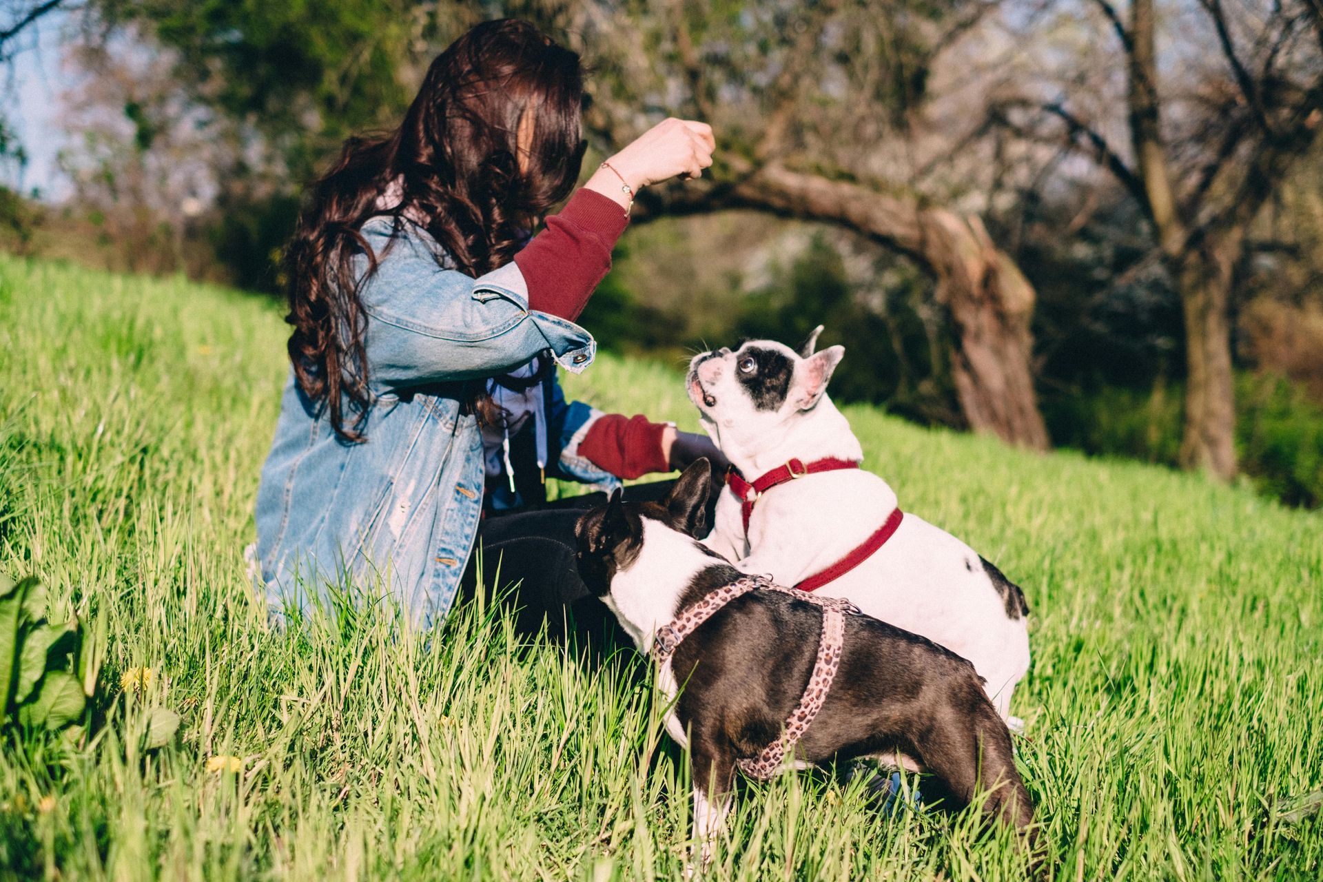 Private Dog Training - 30 minutes