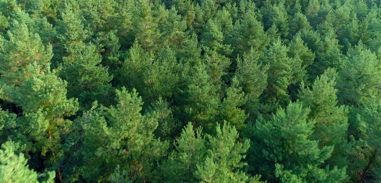 Overhead view of a dense evergreen forest, trees with green foliage filling the frame.