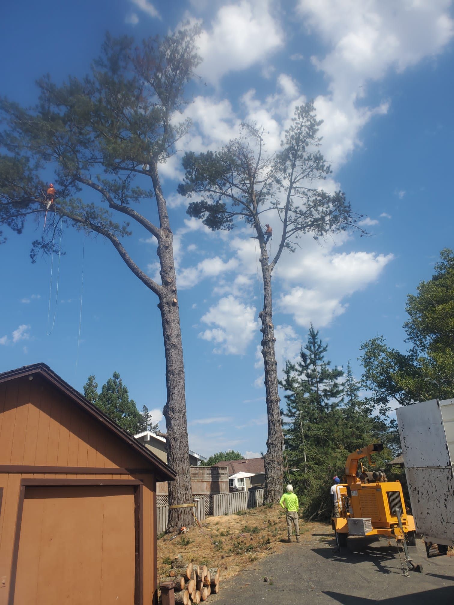 Two tall trees being trimmed by workers. A wood chipper and shed are visible under a blue sky.