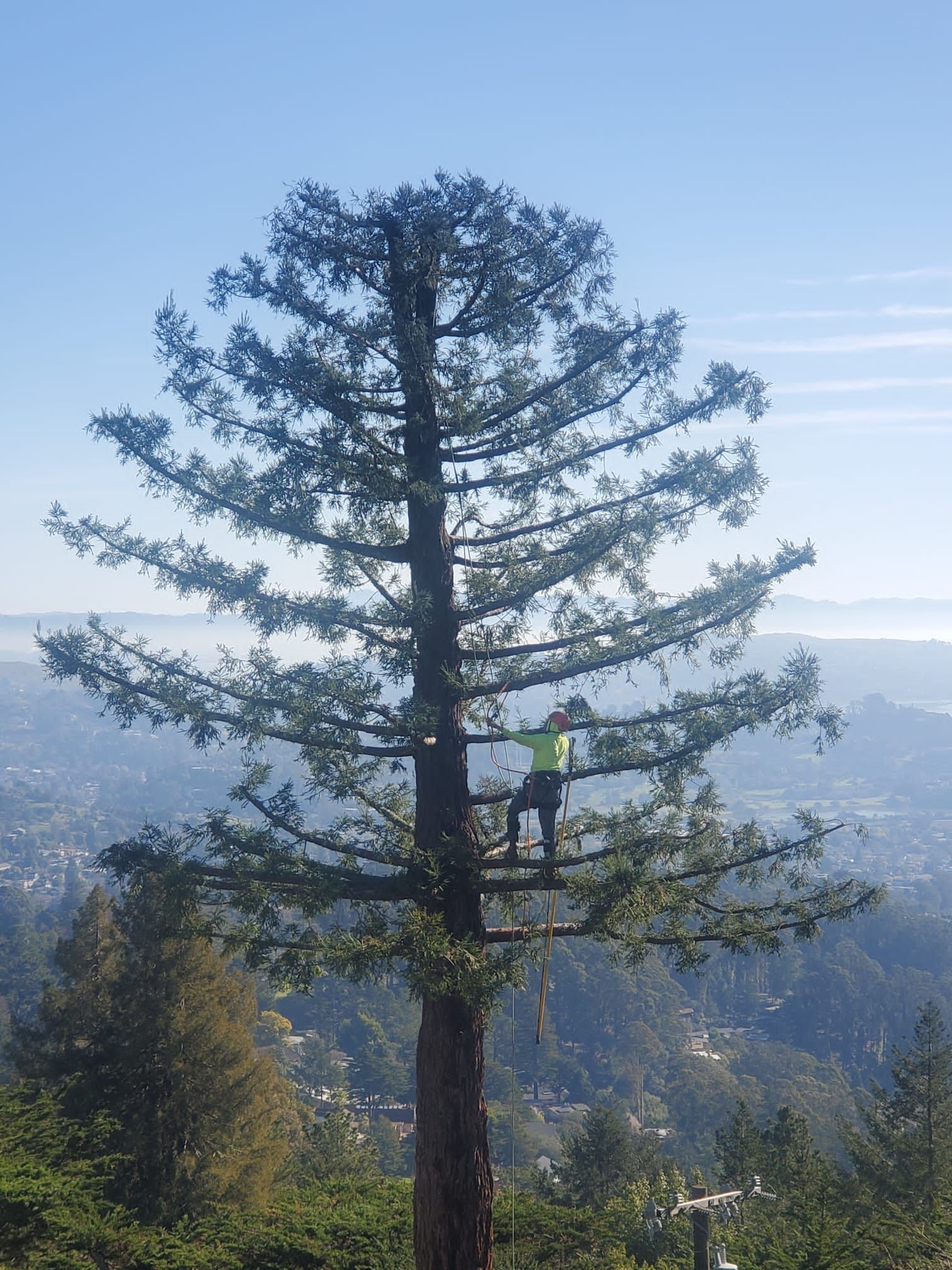 Person on a platform in a tall, leafy tree, overlooking a landscape of hills under a clear blue sky.