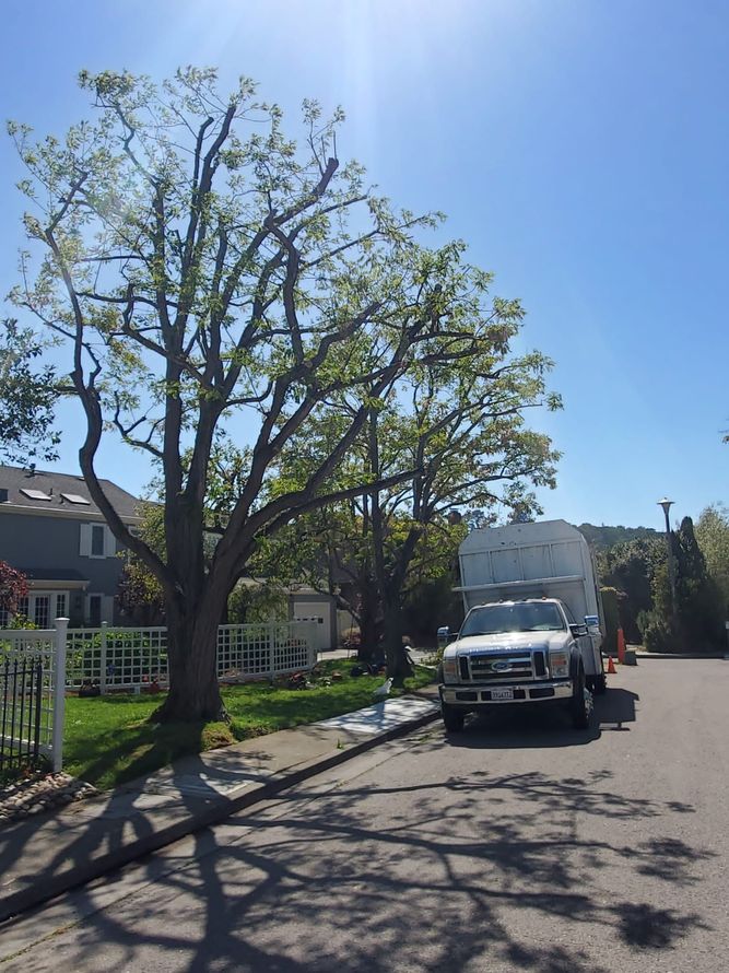 A tree trimming truck parked on a street near a house with a green lawn under a sunny blue sky.