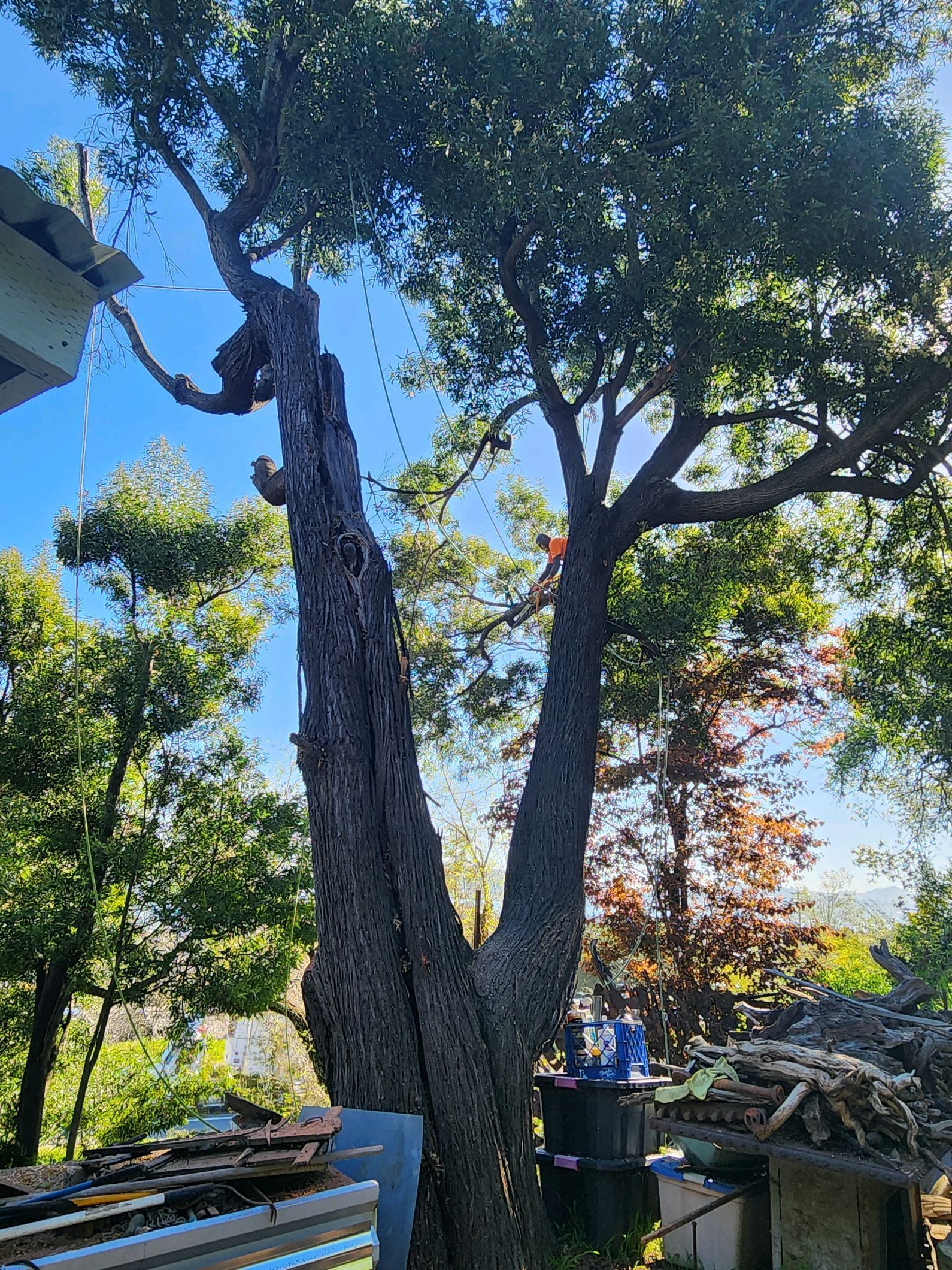 Mature tree with split trunk, leafy canopy, with a partial view of a building in the background. Sunny day.